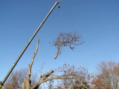 Removing the Maplewood Cemetery white oak tree