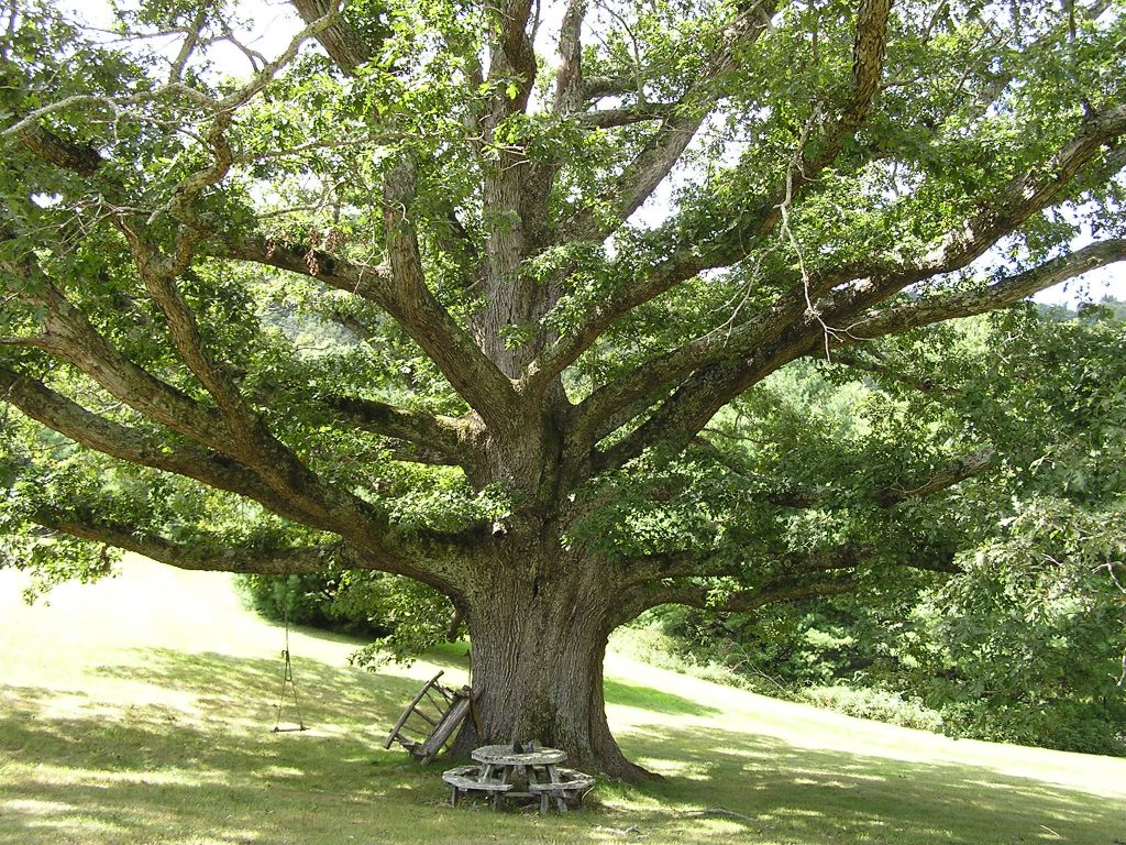 Image result for large trees