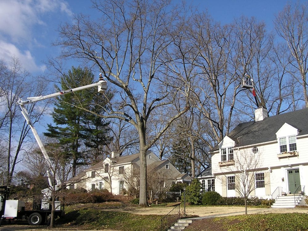 Two arborists working on a tree above a house