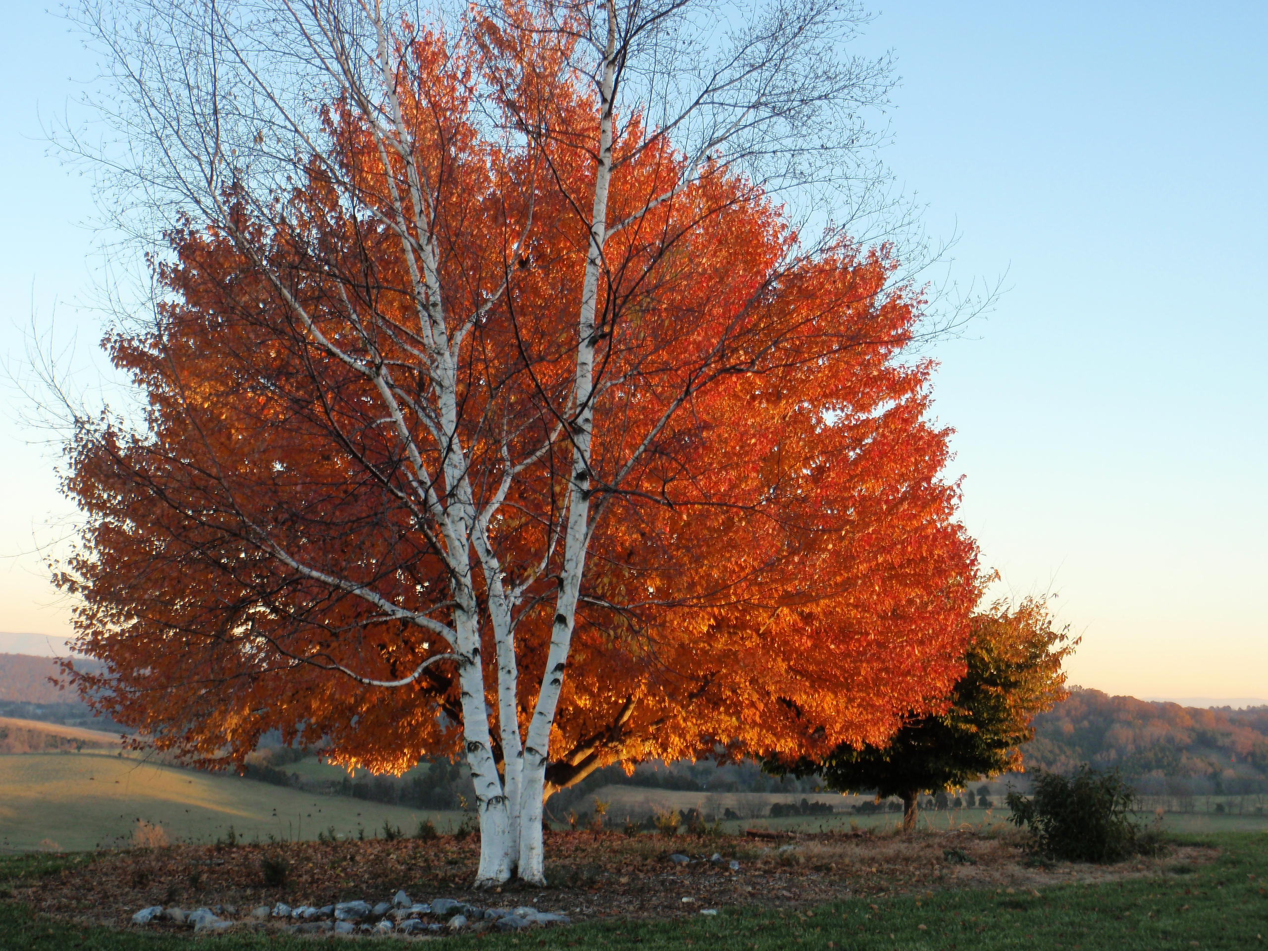 Tree with orange leaves 