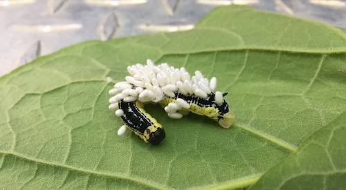 Catalpa Worm on a leaf