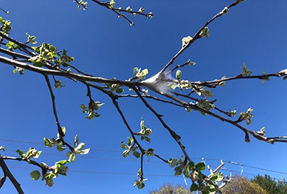 Eastern Tent Caterpillar on Tree