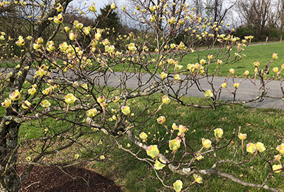 Close up of Dogwood Buds